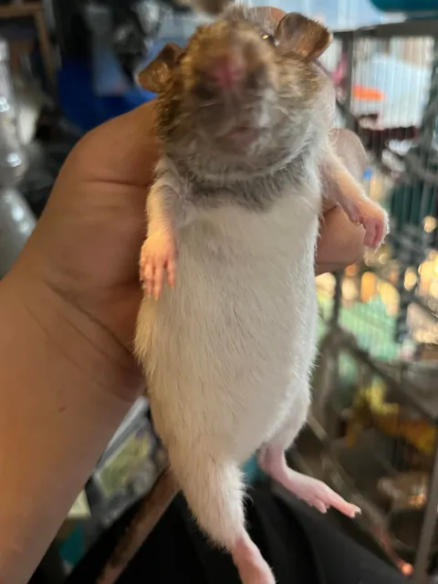 could this girl be pregnant?