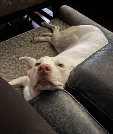 I seem to have misplaced my dog… please advise.