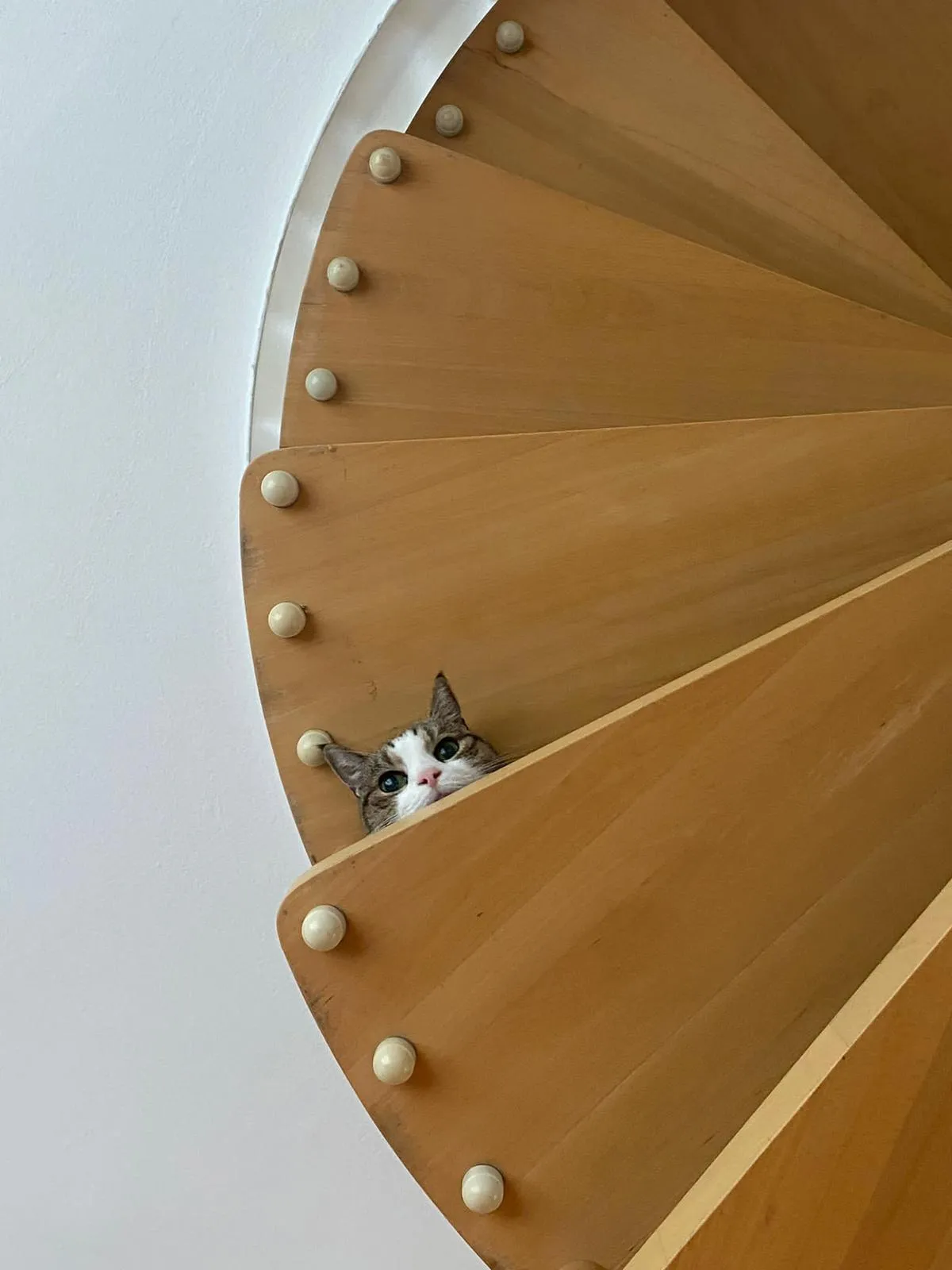 First she avoided the stairs, now she watches us from above