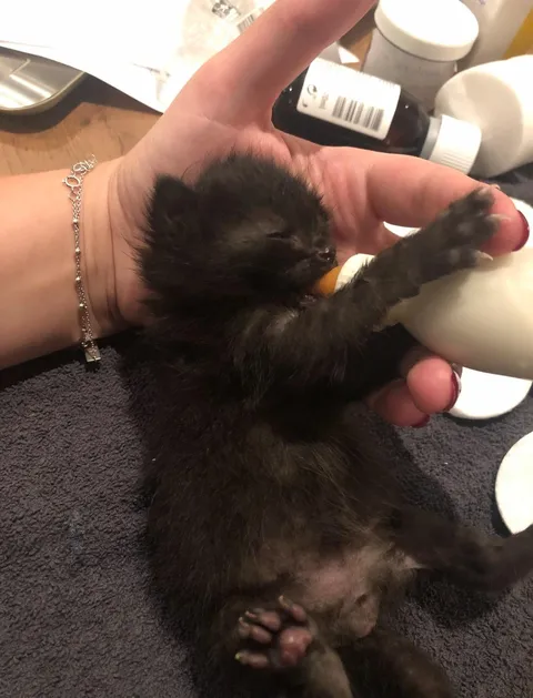 This is the best sub ever