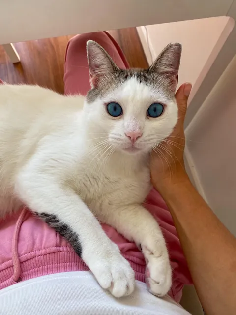 This is your reminder to please ADOPT don’t SHOP ^-^