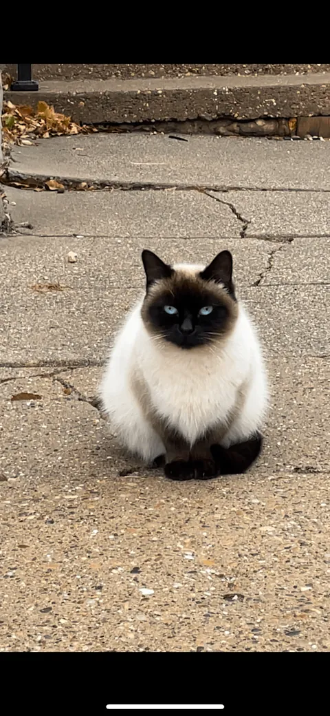 I've been feeding this feral cat every day for a year and now Im moving.