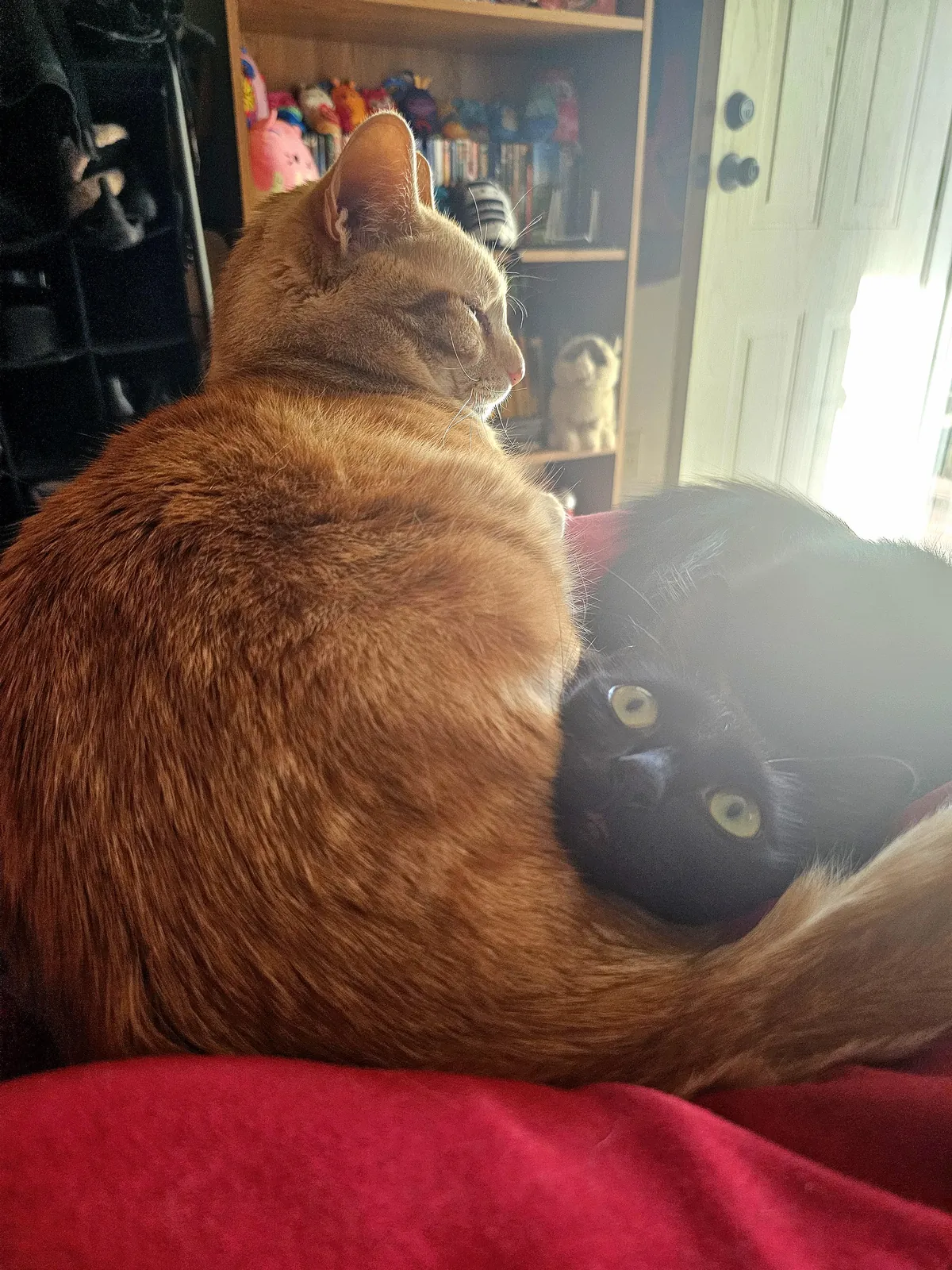 They share a brain cell