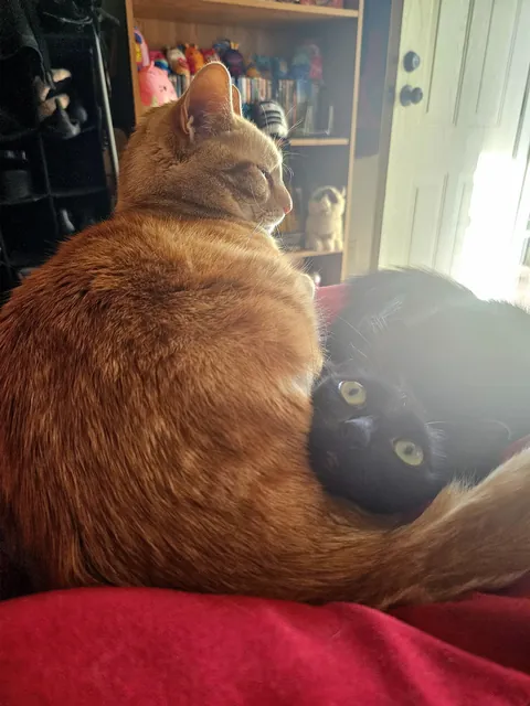 They share a brain cell