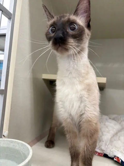 We adopted a rescue siamese that was supposed to be a short-hair... turns out she was just really malnourished (slideshow)