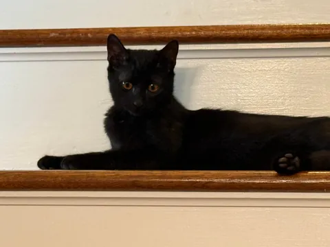 Happy 1st birthday my handsome little man!