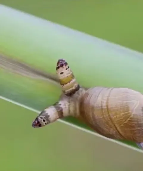 🔥 The green-banded broodsac is a parasite that inhabits a snails eyestalks, takes over its motor functions and places it in the open to attract the attention of a bird and be eaten.