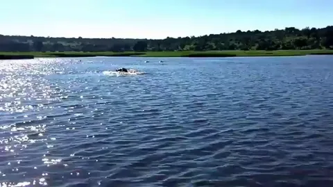 🔥The Hippopotamus is deceptively fast in water. It cannot swim well, so instead it gallops along the bottom of the riverbed. 