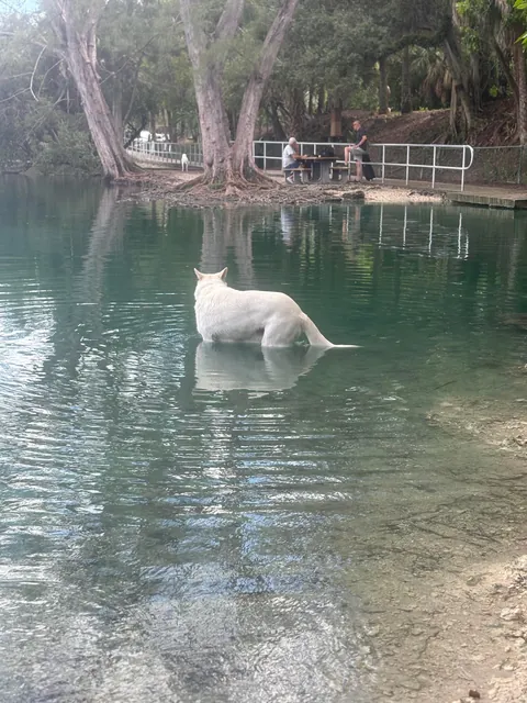 Trying to figure out who put holes in the ball he was chewing on and made it sink