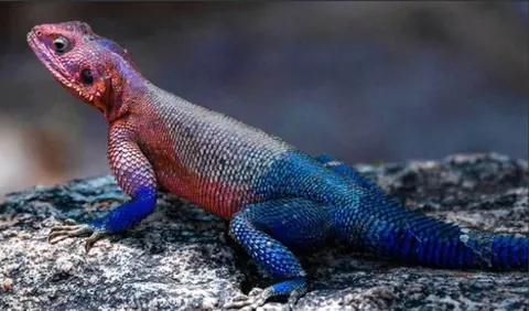 A lizard in Africa that looks like Spiderman