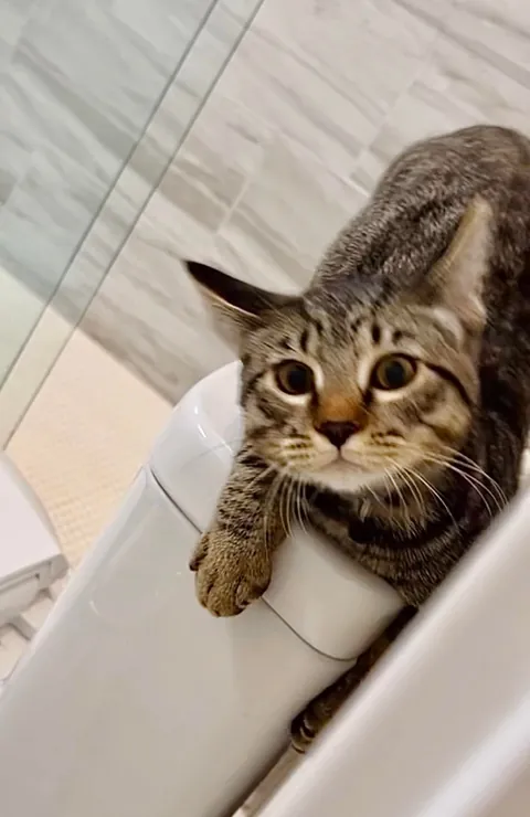 Some of my favorite kitten photos of Mater