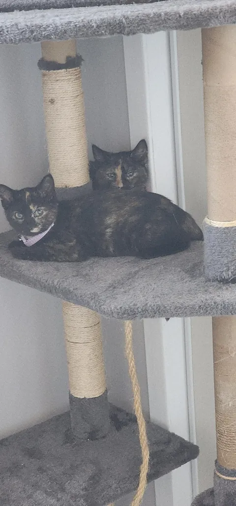 Kittens found on highway in a box, we adopted them both.