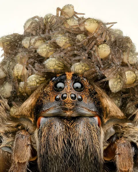 🔥 Close-up of a wolf spider mom with spiderlings [OC]