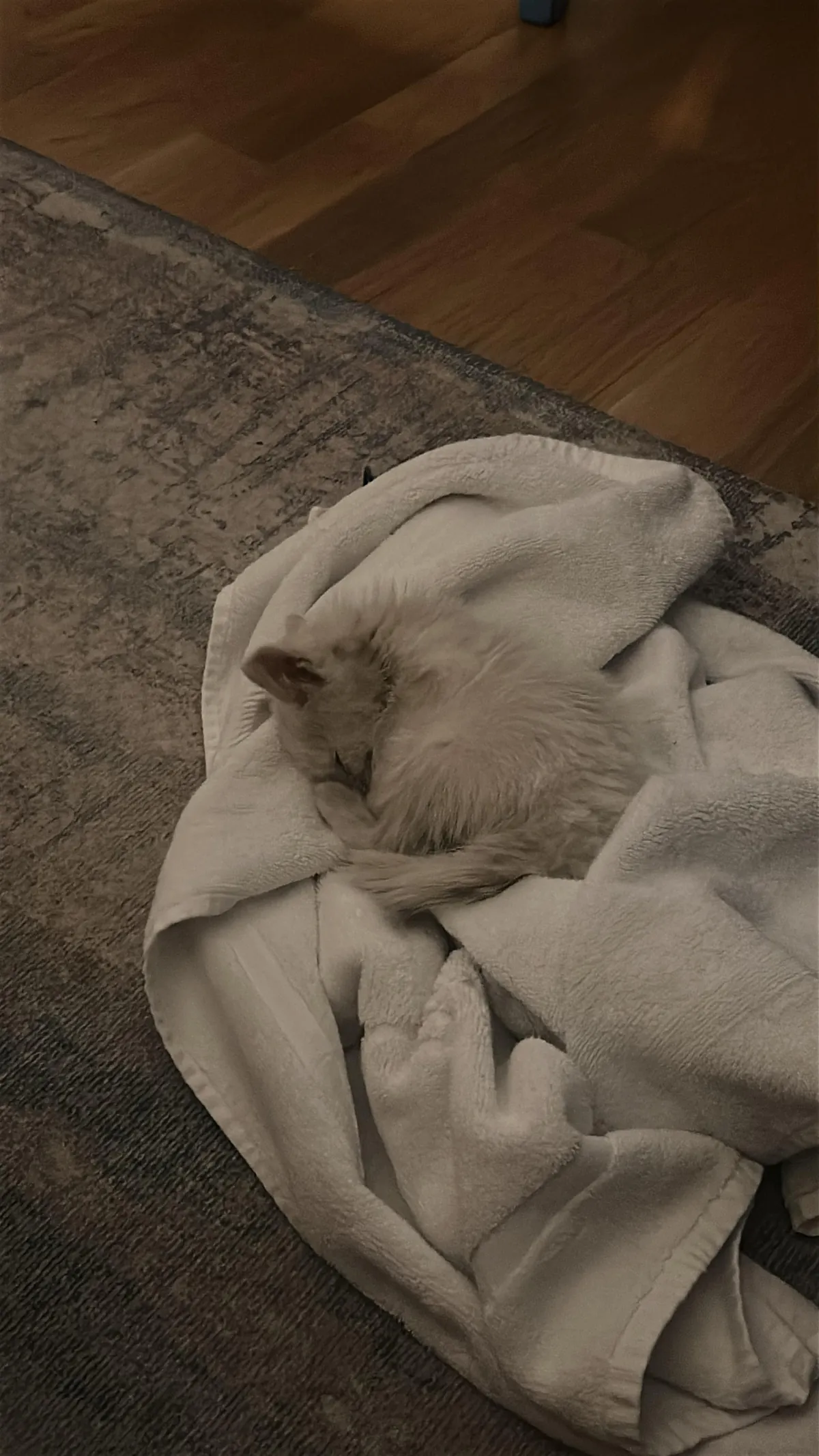 Found my soul cat on vacation with no way to take him home