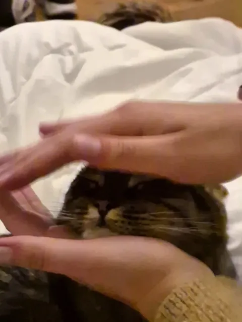 Maybe my cat has reached enlightenment, maybe she just lost her last braincell. Whatever it is, I'll have what she's having!