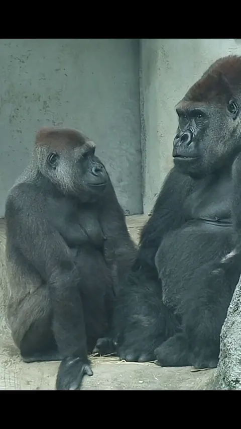 Tayari the Gorilla is too bubbly to handle so her mate usually doesn't know how to respond