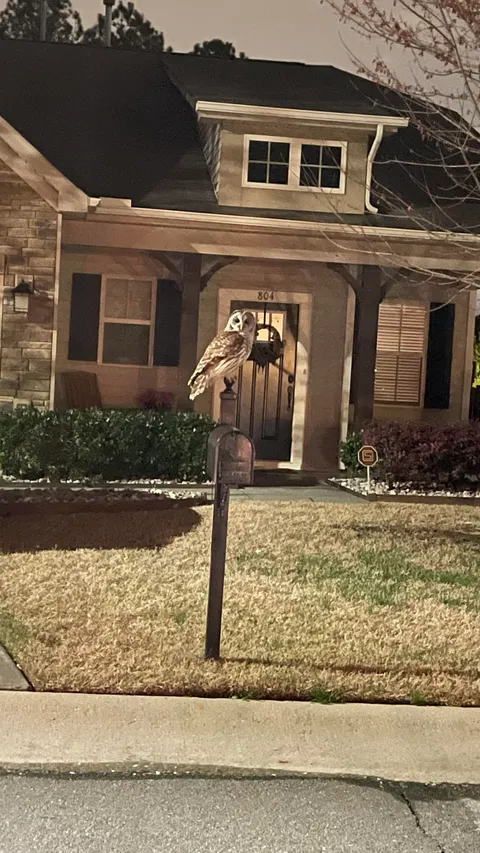 I’ve heard this owl for years and tonight is the first time I’ve seen it.