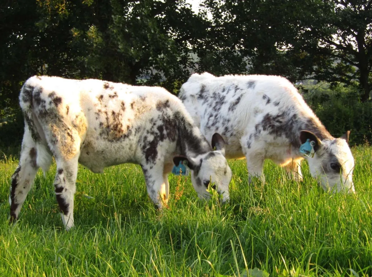 Here are a bunch of pictures of Custard and Cream hanging out with each other! These girls are always together.