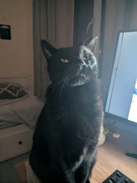 Someone is smug they lost their collar 🙄😻