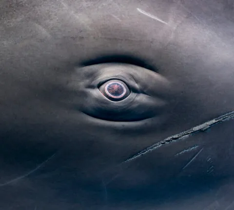 The eye of a sperm whale