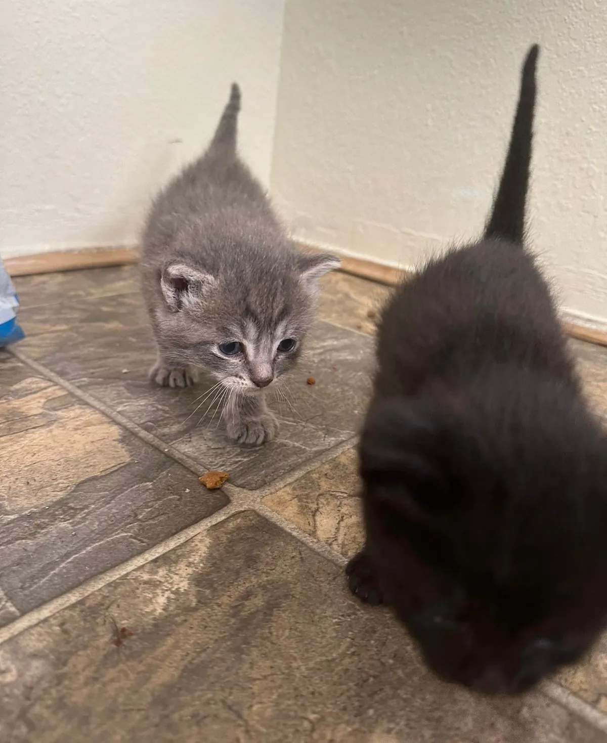 Found this void and her kittens on the side of a road 