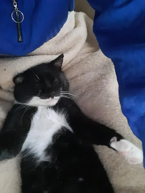 This stray cat came into our lives two months ago