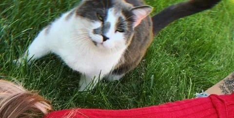 My sweet boy crossed over the rainbow bridge tonight