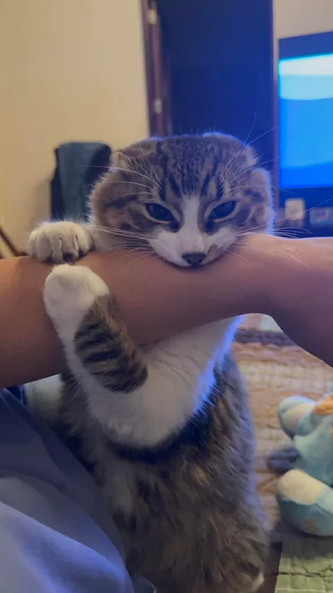 Taco before - taco now