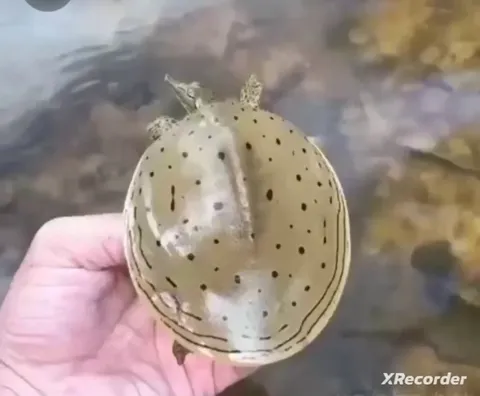 Meet the fast turtle - softshell turtle