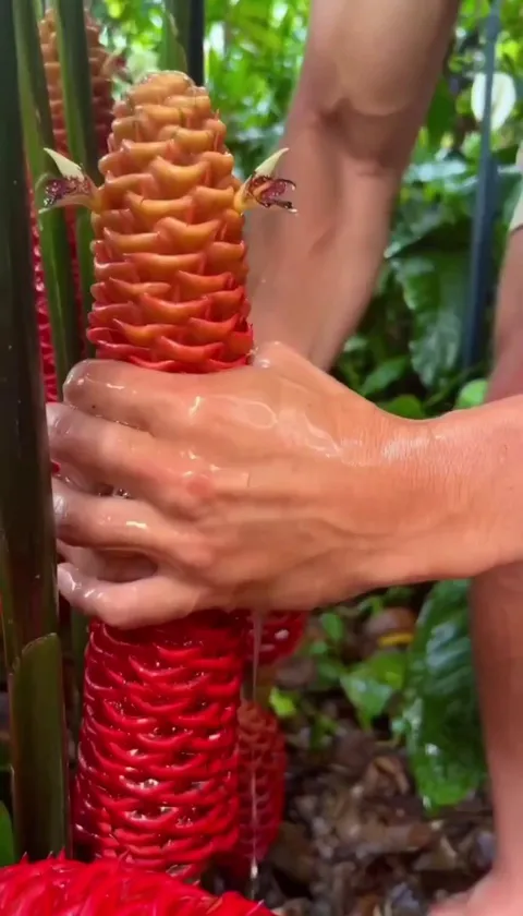 Sap from this flower can be used as natural shampoo and conditioner