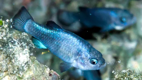 This is the Devils Hole Pupfish, one of the rarest fish in the world. It can only be found in Devils Hole, a Water filled cavern in Nevada. It lives in depths of up to 80ft with a water temperature of 91F