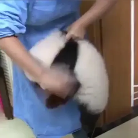Baby panda being dusted like a cloth