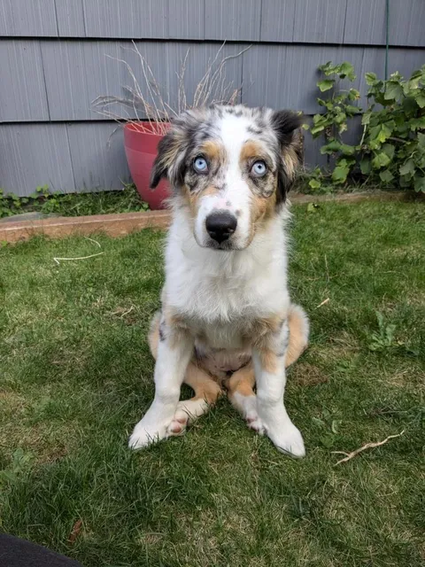 We think Millie sits like this because of her long legs