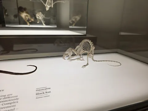 Is my rat underweight?