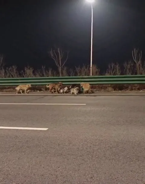 Seven dogs stolen from their owners have gone viral after escaping from an illegal transport truck and making their way home. They traveled 10.5 miles/17 km together, led by a corgi across highways and fields, now safely back with their respective owners.