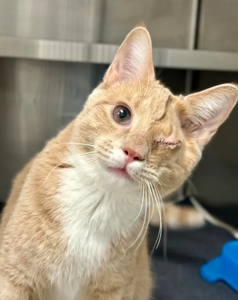 Im a shelter vet tech and my friend Atlas is feeling good after his procedure!