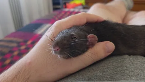 Is my rat okay?