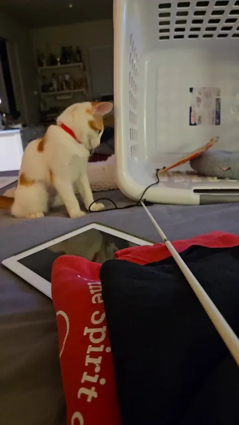 Last night we found out our new kitten is a fetch kitty. 😍🥰