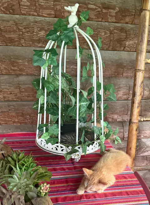 Meet the foster kittens