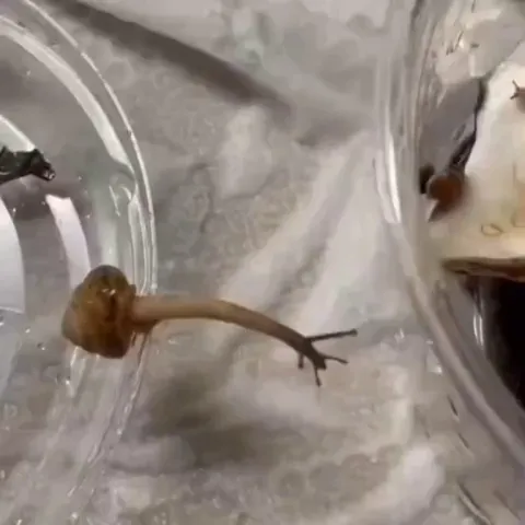 A snail streching to bridge the gap