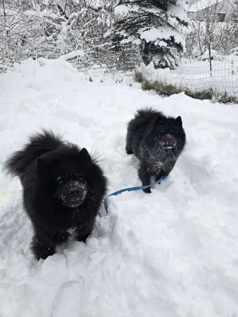 The Flöof sisters are glad the snow is back
