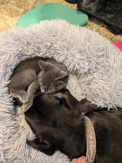 Our dog adopted a kitten from a gas station parking lot and they have been best friends since.