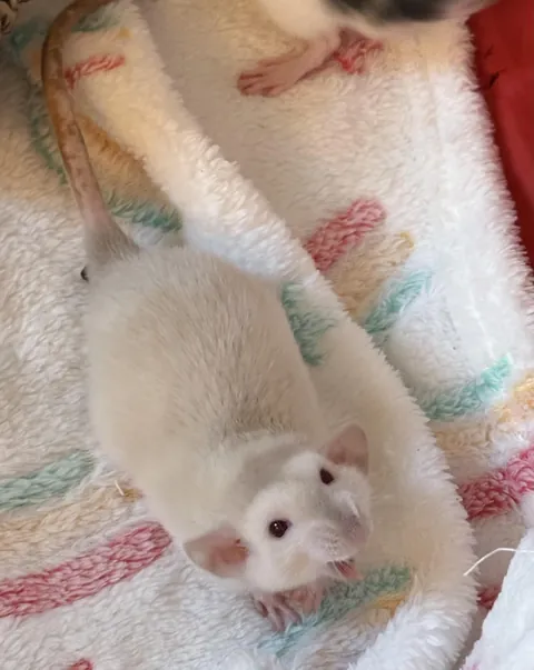 My new baby Peter doing a big yawn