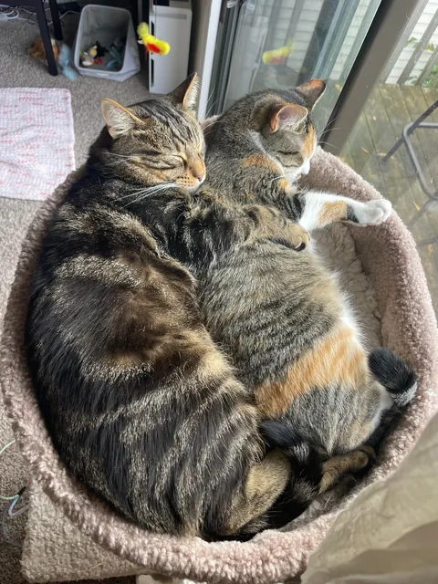 Got my boy a little sister. I think they’re happy together ❤️