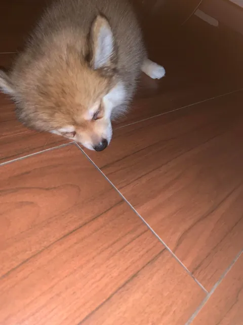 Pictures of Coco my mom took