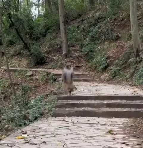 Monkey adapted to walk like humans after losing his front limbs