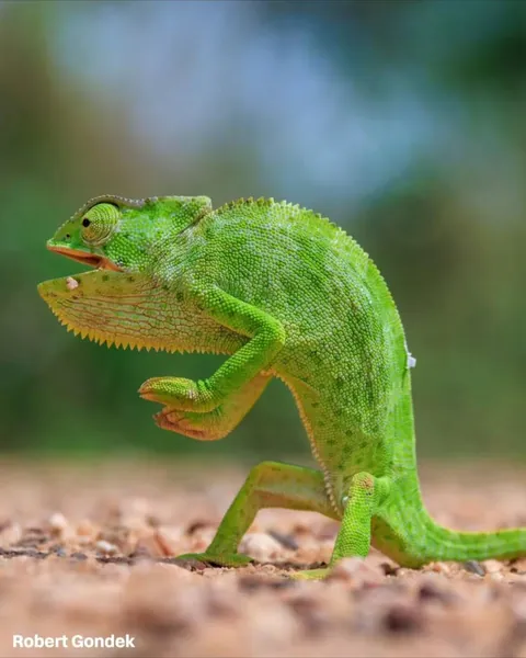 The finalists for the 2026 Nikon Comedy Wildlife Awards have officially been announced, bringing together some of the funniest and most perfectly timed moments from the animal kingdom