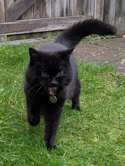 Treacle. She's telling me off because I took an unacceptably long time to take her on today's garden walk