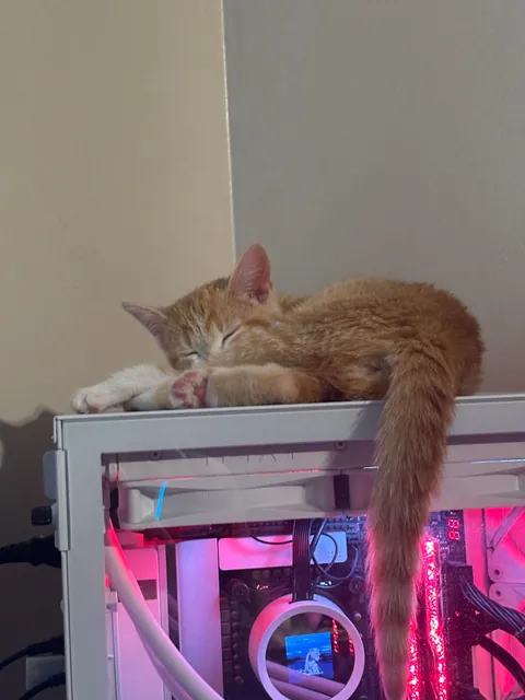 My kitten got into a loaf of bread and probably ate at least half or more of her weight in it