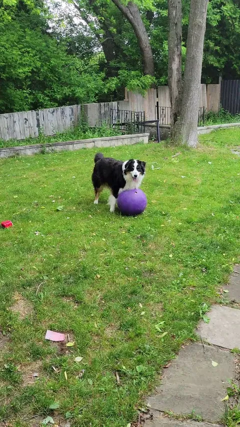 This is Bowie, an Aussie, with a natural tail. Thought it might be appreciated, since we all seem to hate docking.